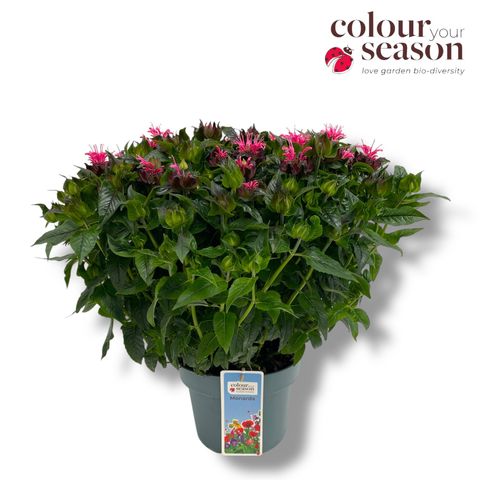 Monarda 'Bubblegum Blast'