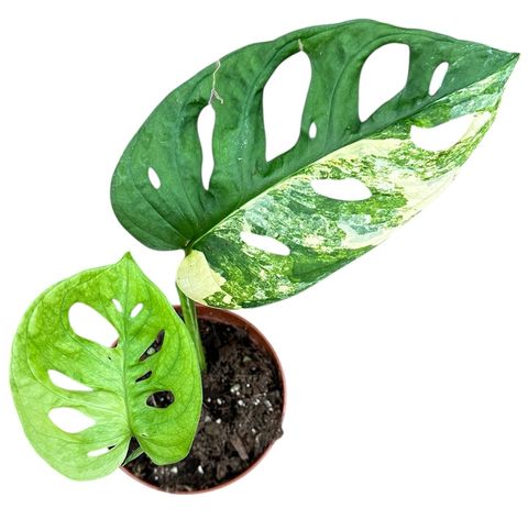 Monstera adansonii 'Aurea'