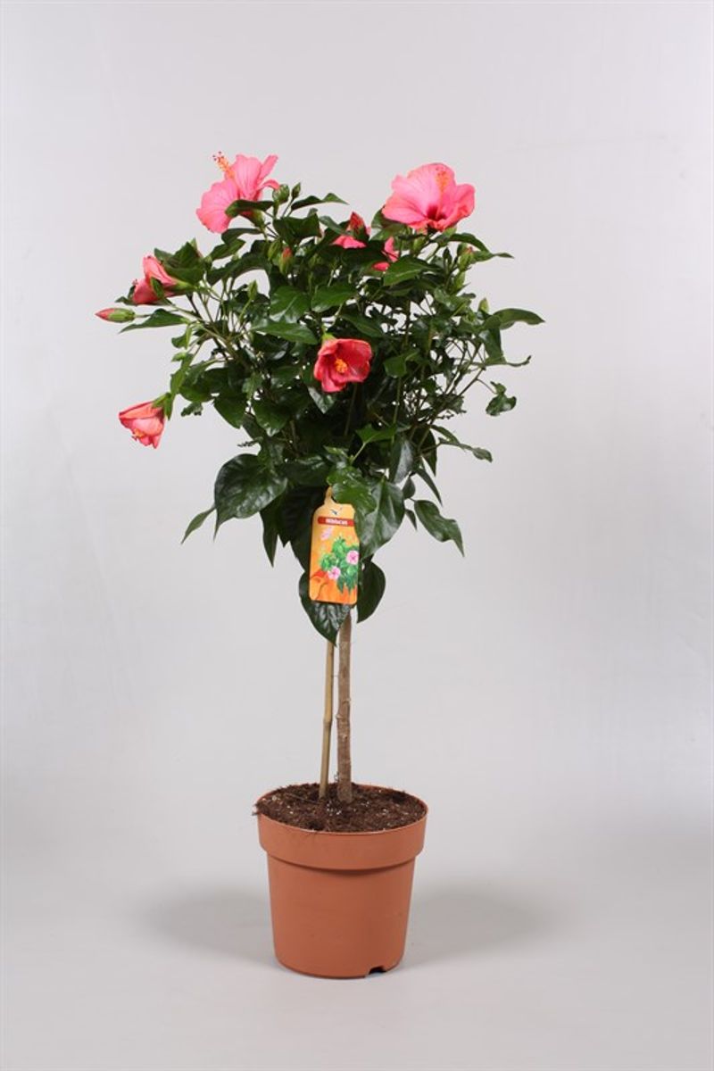 Hibiscus rosa-sinensis SUNNY VENETIE — Plant Wholesale FlorAccess