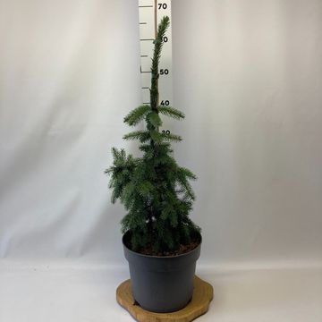 Picea omorika 'Pendula'