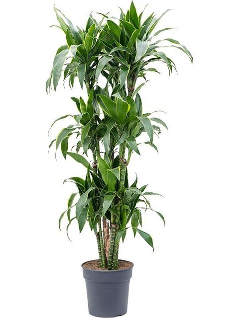 Dracaena fragrans 'Arturo'