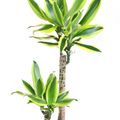 Dracaena fragrans 'Lemon Dream'