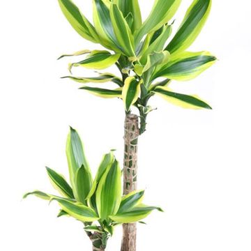 Dracaena fragrans 'Lemon Dream'