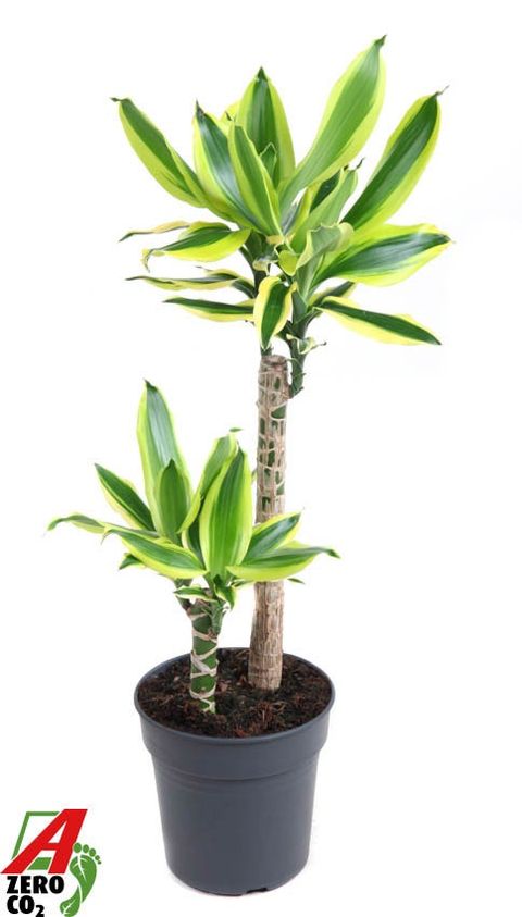 Dracaena fragrans 'Lemon Dream'