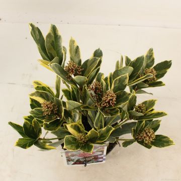 Skimmia japonica 'Perosa'