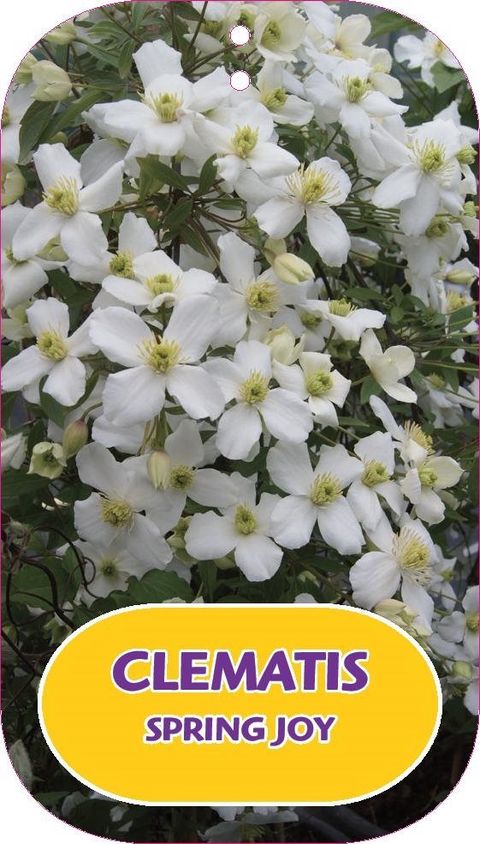 Clematis SPRING JOY (M)