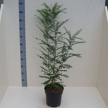 Styphnolobium japonicum