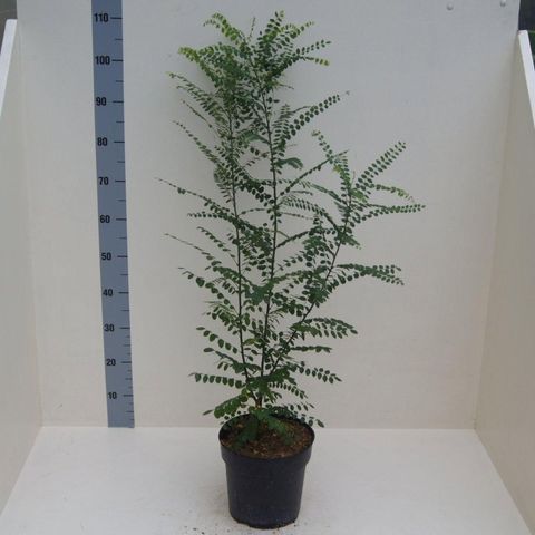 Styphnolobium japonicum