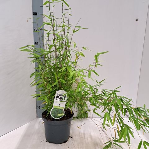 Fargesia nitida 'Volcano'