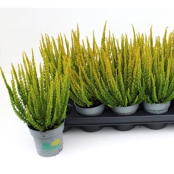 Calluna vulgaris SKYLINE LAS VEGAS