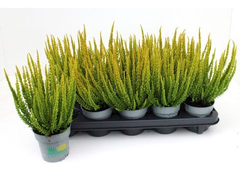 Calluna vulgaris SKYLINE LAS VEGAS