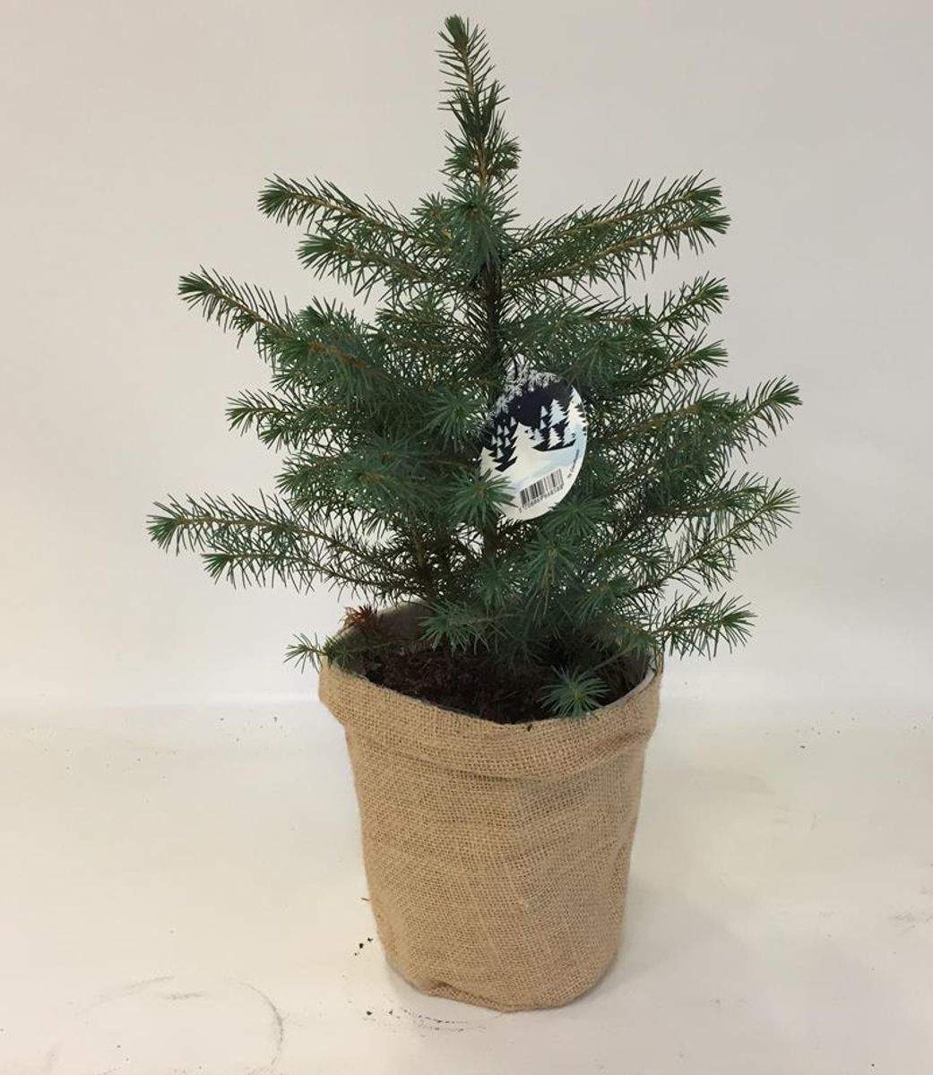 Picea omorika — Plant Wholesale FlorAccess