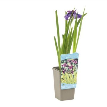 Iris ensata