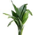 Aspidistra elatior