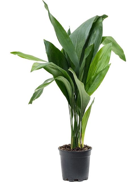 Aspidistra elatior