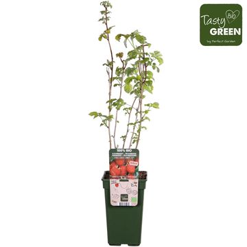 Rubus idaeus 'Summer Chef'