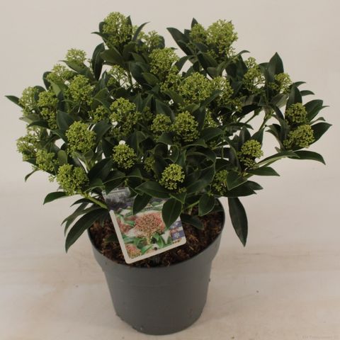 Skimmia japonica 'Marlot'