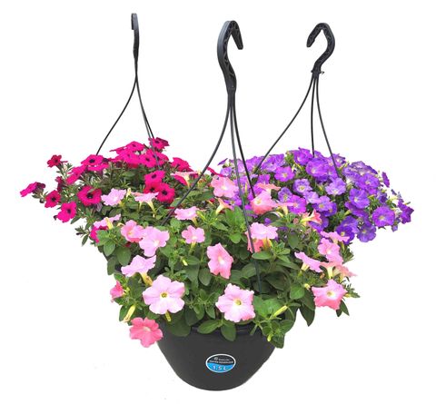 Petunia MIX