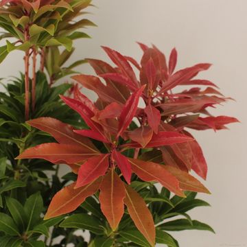 Pieris japonica 'Mountain Fire'