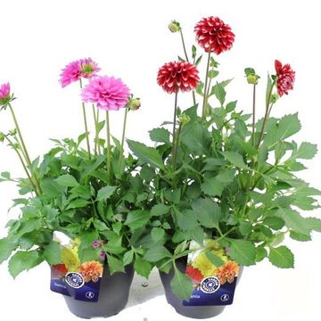 Dahlia LABELLA MAGGIORE MIX