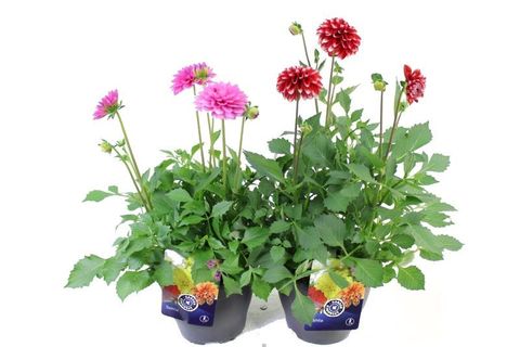 Dahlia LABELLA MAGGIORE MIX