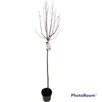 Syringa meyeri FLOWERFESTA WHITE