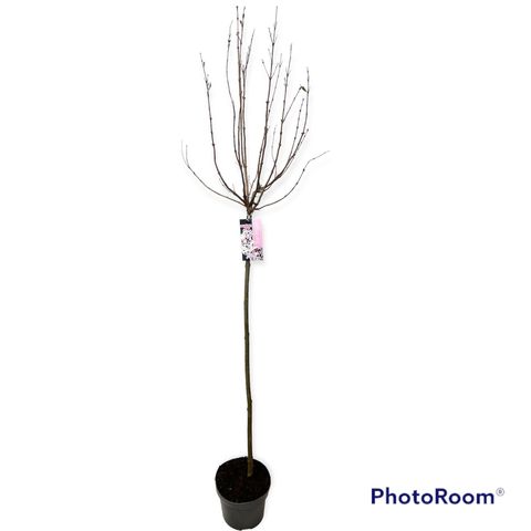 Syringa meyeri FLOWERFESTA WHITE