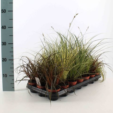 Carex MIX