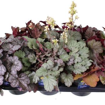 Heuchera TERRA NOVA