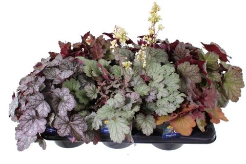 Heuchera TERRA NOVA
