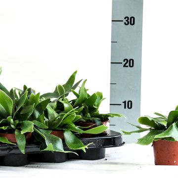 Platycerium alcicorne