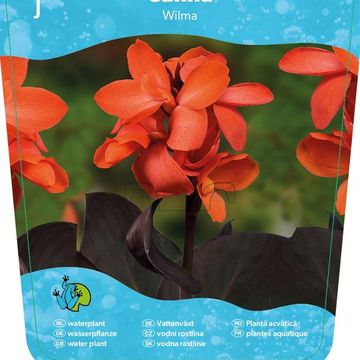 Канна 'Cannasol Happy Wilma'