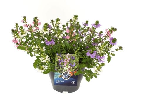 Scaevola aemula MIX IN POT