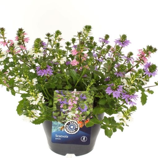 Scaevola aemula MIX IN POT