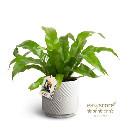 Asplenium antiquum