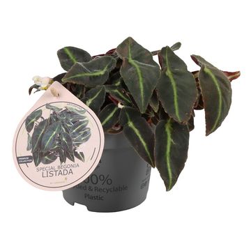 Begonia listada