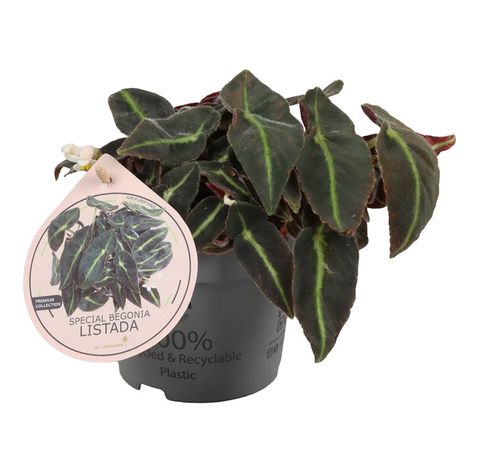 Begonia listada