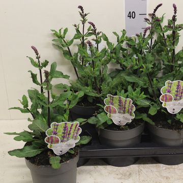 Salvia nemorosa 'Caradonna'