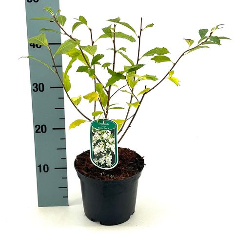 Exochorda racemosa BLUSHING PEARL