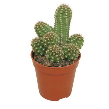 Chamaecereus 'Ubink Cerise'