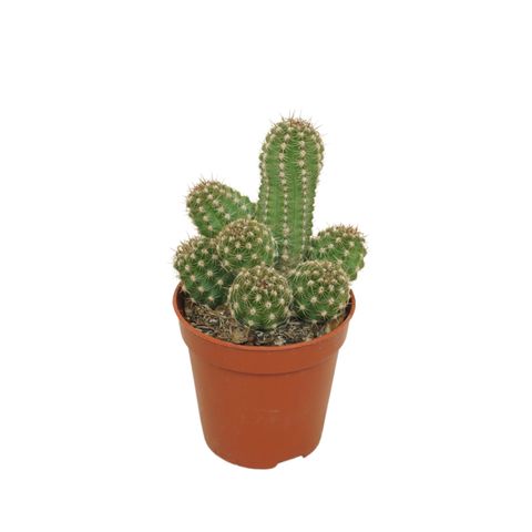 Chamaecereus 'Ubink Cerise'