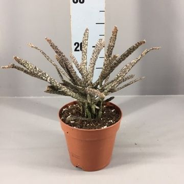 Euphorbia platyclada