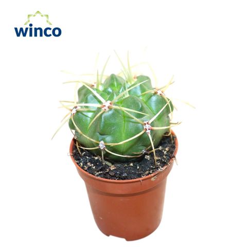 Gymnocalycium monvillei