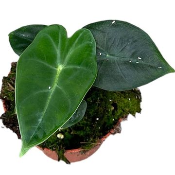 Alocasia micholitziana 'Frydek'