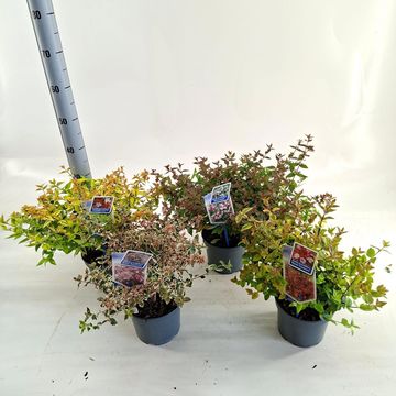 Abelia МІКС