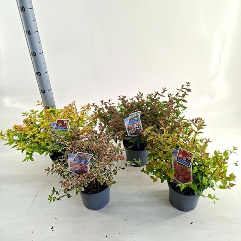 Abelia MIX