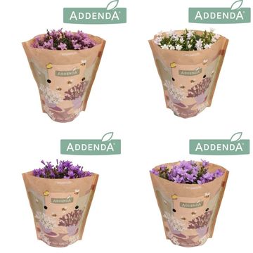 Campanula portenschlagiana AMBELLA MIX