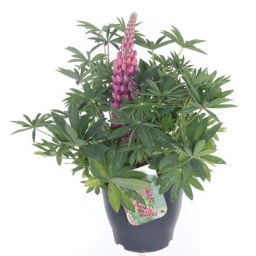 Lupinus 'Gallery Red'