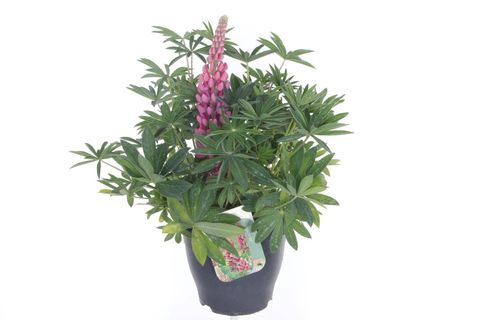 Lupinus 'Gallery Red'