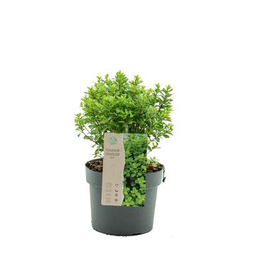 Pittosporum tenuifolium 'Midget'